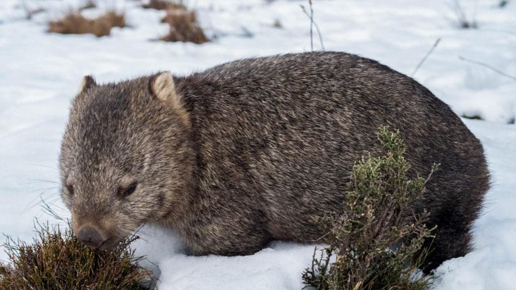 cradle mountain wombat