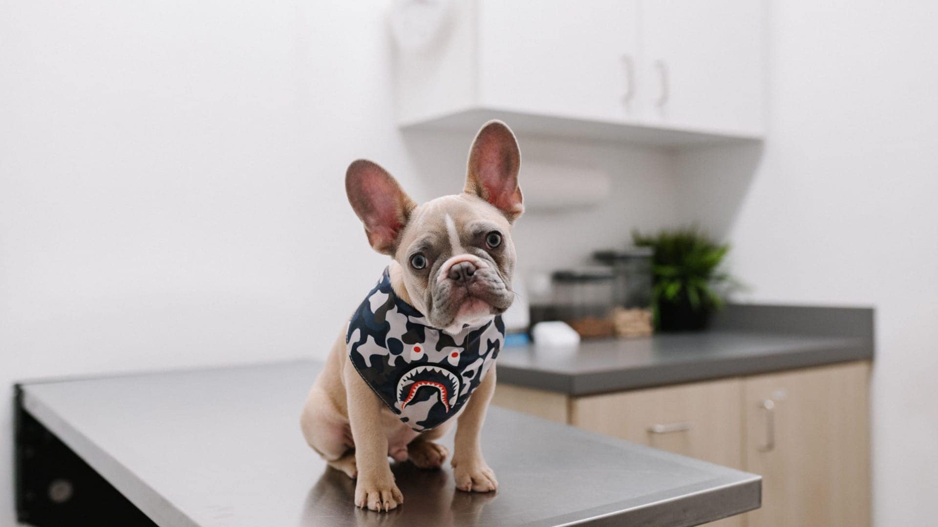 French Bulldog in stylish bandana inside kitchen