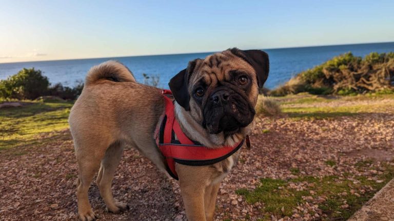 Pug in harness by the ocean.