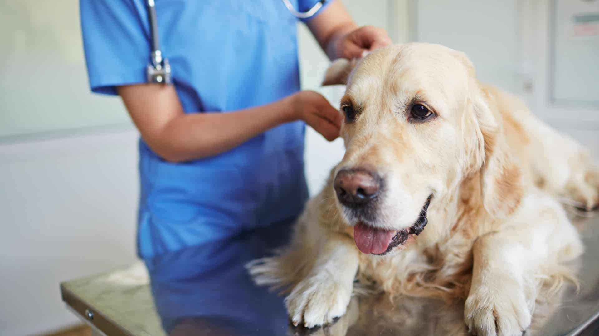Veterinarian checking Golden Retriever's ear at clinic