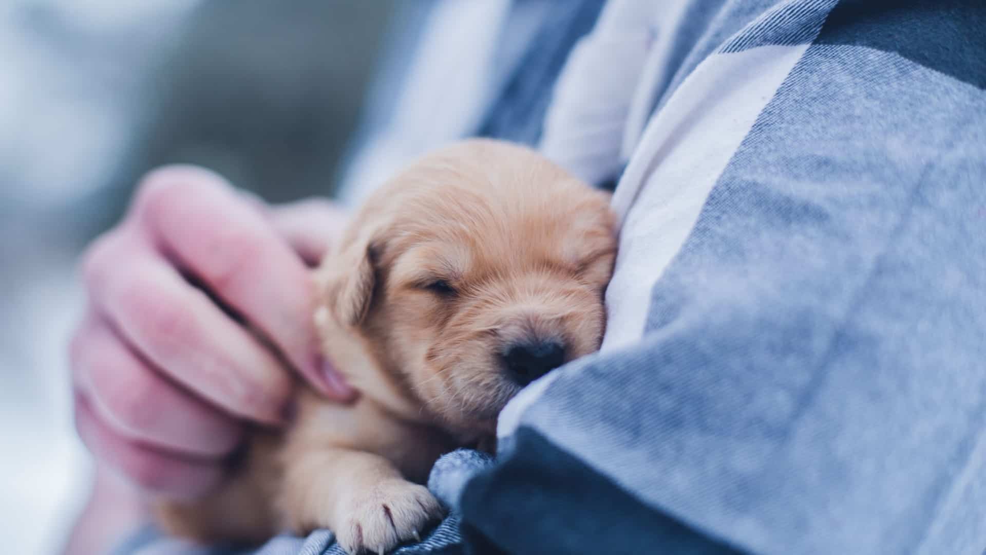 Person cuddling sleeping golden retriever puppy